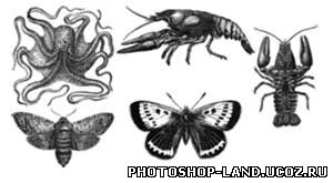 Кисти для фотошоп - moth2